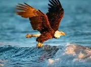 Animals Jigsaw Puzzle Eagle image